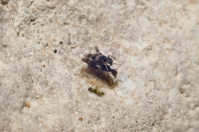 Hybotidae: Tachidromyia sp.